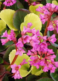 Bergenia 'Lunar Glow'